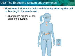 Hormones influence a cell’s activities by entering the cell or binding to its membrane.  Glands are organs of the endocrine system. 