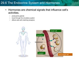 Hormones are chemical signals that influence cell’s activities. produced by glands travel through the circulatory system affects cells with matching receptors  target cell hormone receptor not a target cell bloodstream 