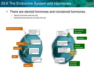 There are steroid hormones and nonsteroid hormones. Steroid hormones enter the cell.  Nonsteroid hormones do not enter the cell. nucleus Chemical reactions Steroid hormone diffuses through the cell membrane Steroid hormone binds to a receptor within the cell. The hormone and receptor enter the nucleus and bind to DNA Steroid hormone causes DNA to make proteins. Nonsteroid hormone binds to receptor on the cell membrane. Receptor stimulates a second messenger with in the cell. Second messenger starts a series of chemical reactions in the cytoplasm. Second messenger reactions activate enzymes. Steroid hormone receptor DNA proteins Non-steroid hormone receptor second messenger activated enzymes 