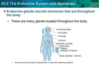 Endocrine glands secrete hormones that act throughout the body.  There are many glands located throughout the body. Hormones travel through the bloodstream to cells with matching receptors. HYPOTHALAMUS PITUITARY THYROID THYMUS ADRENAL GLANDS PANCREAS FEMALE GONADS :OVARIES MALE GONADS : TESTES 