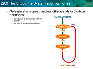 Releasing hormones stimulate other glands to produce hormones. allow glands to communicate with one another  are used in temperature regulation  