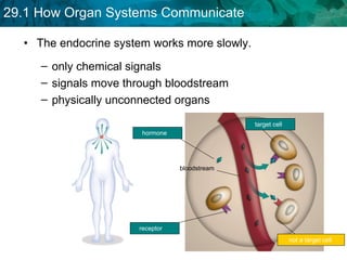 The endocrine system works more slowly. only chemical signals signals move through bloodstream  physically unconnected organs receptor target cell not a target cell bloodstream hormone 