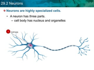 Neurons are highly specialized cells. A neuron has three parts. cell body has nucleus and organelles 1 Cell body 