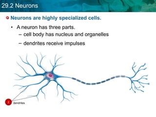 Neurons are highly specialized cells. A neuron has three parts. cell body has nucleus and organelles dendrites receive impulses 2 dendrites 