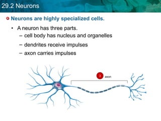 Neurons are highly specialized cells. A neuron has three parts. cell body has nucleus and organelles axon carries impulses  dendrites receive impulses 3 axon 