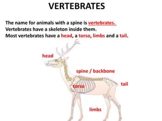 Unit 2 animals | PPTX
