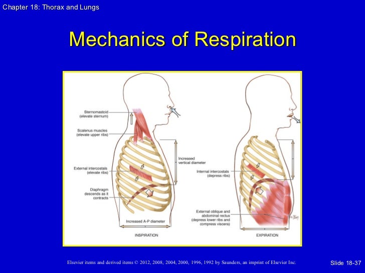 Unit 2 App Thorax And Lungs