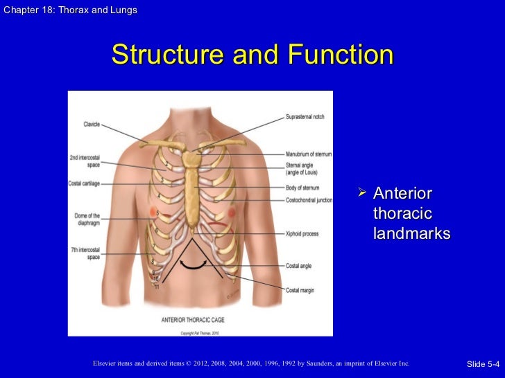 Unit 2 app thorax and lungs