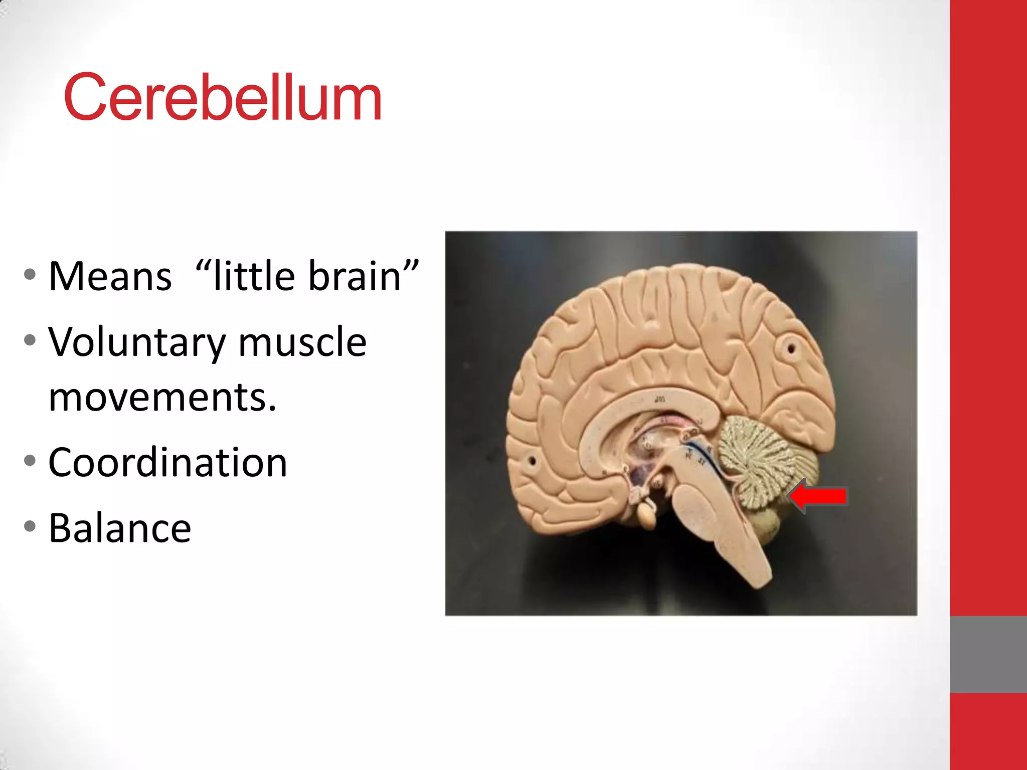 Cerebellum
• Means “little brain”
• Voluntary muscle
movements.
• Coordination
• Balance

 