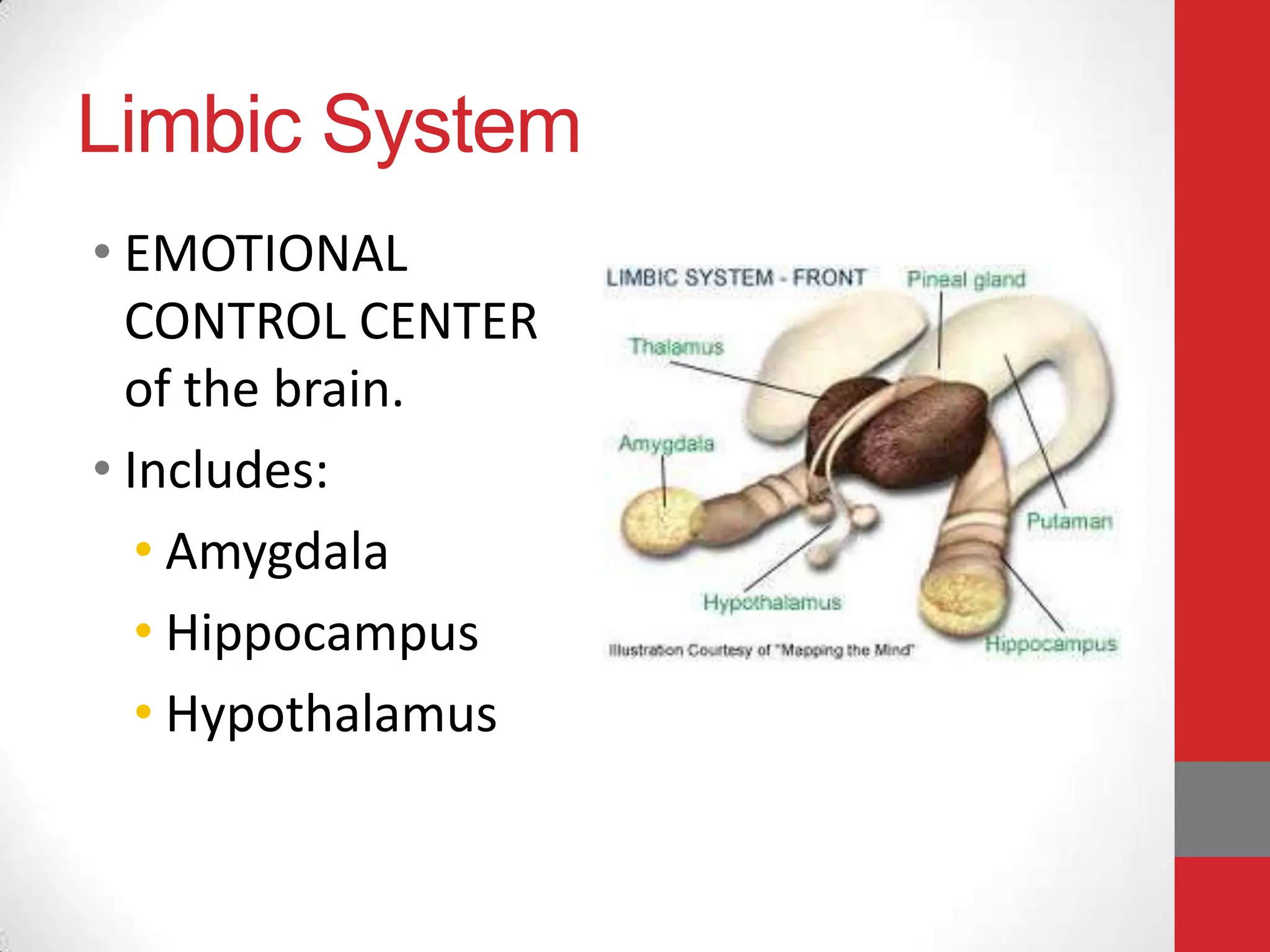 Limbic System
• EMOTIONAL
CONTROL CENTER
of the brain.
• Includes:
• Amygdala
• Hippocampus
• Hypothalamus

 
