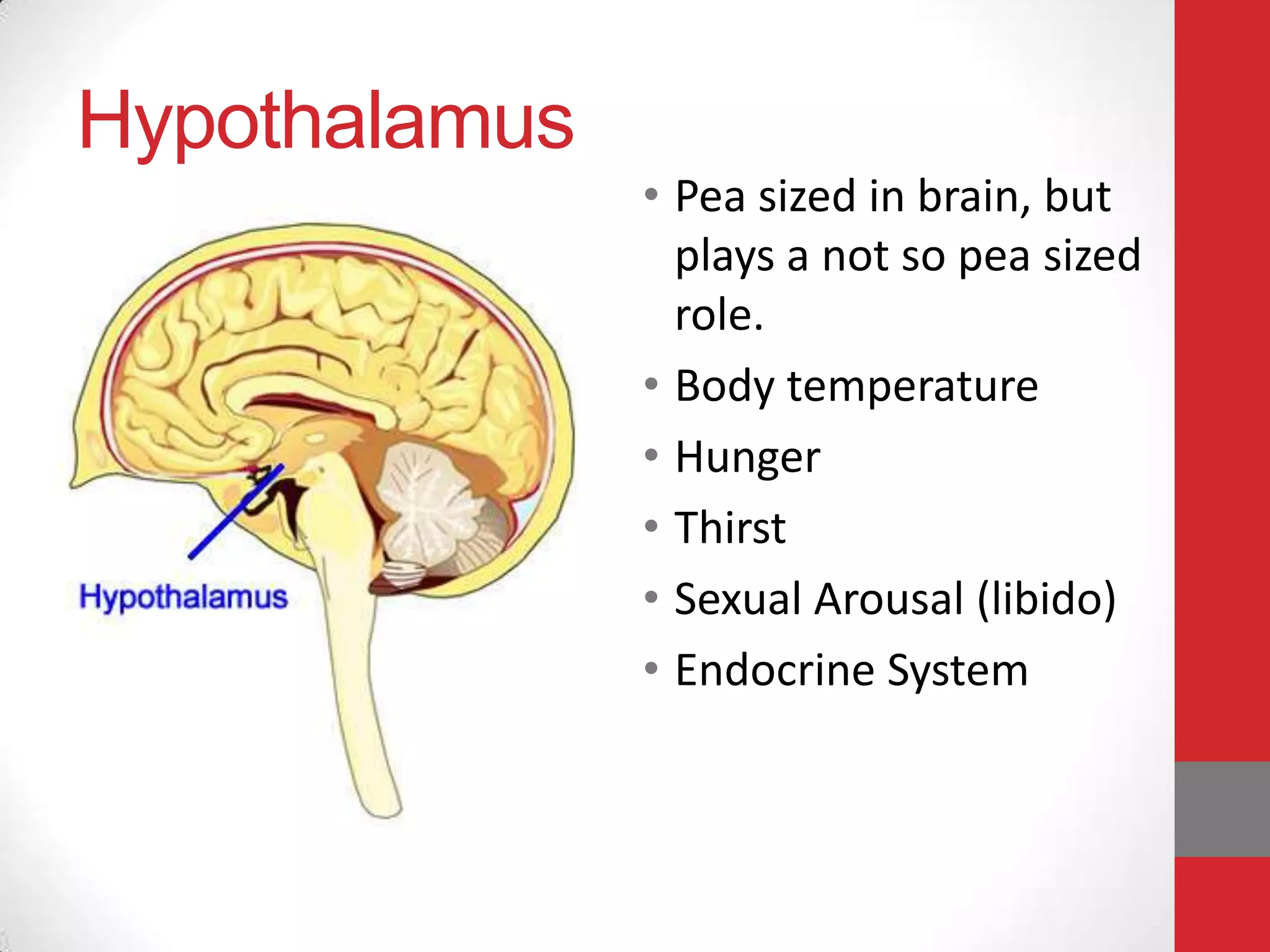 Hypothalamus
• Pea sized in brain, but
plays a not so pea sized
role.
• Body temperature
• Hunger
• Thirst
• Sexual Arousal (libido)
• Endocrine System

 