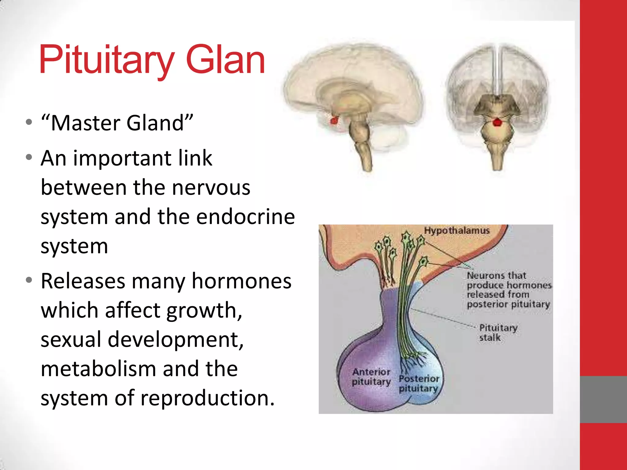 Pituitary Gland
• “Master Gland”
• An important link
between the nervous
system and the endocrine
system
• Releases many hormones
which affect growth,
sexual development,
metabolism and the
system of reproduction.

 