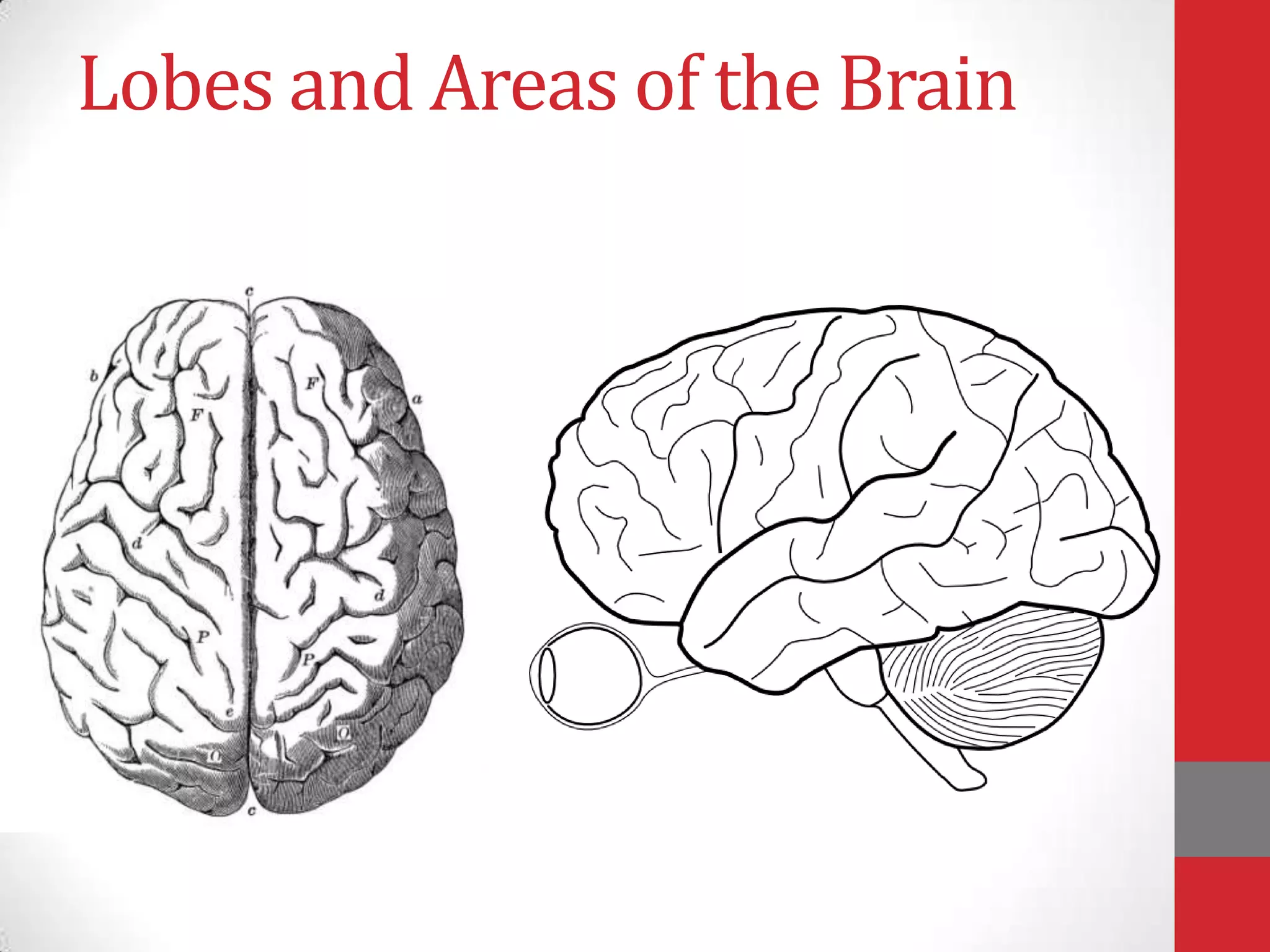 Lobes and Areas of the Brain

 