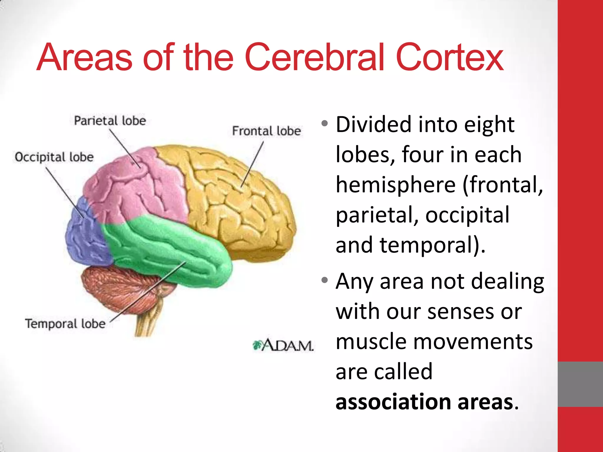 Areas of the Cerebral Cortex
• Divided into eight
lobes, four in each
hemisphere (frontal,
parietal, occipital
and temporal).
• Any area not dealing
with our senses or
muscle movements
are called
association areas.

 