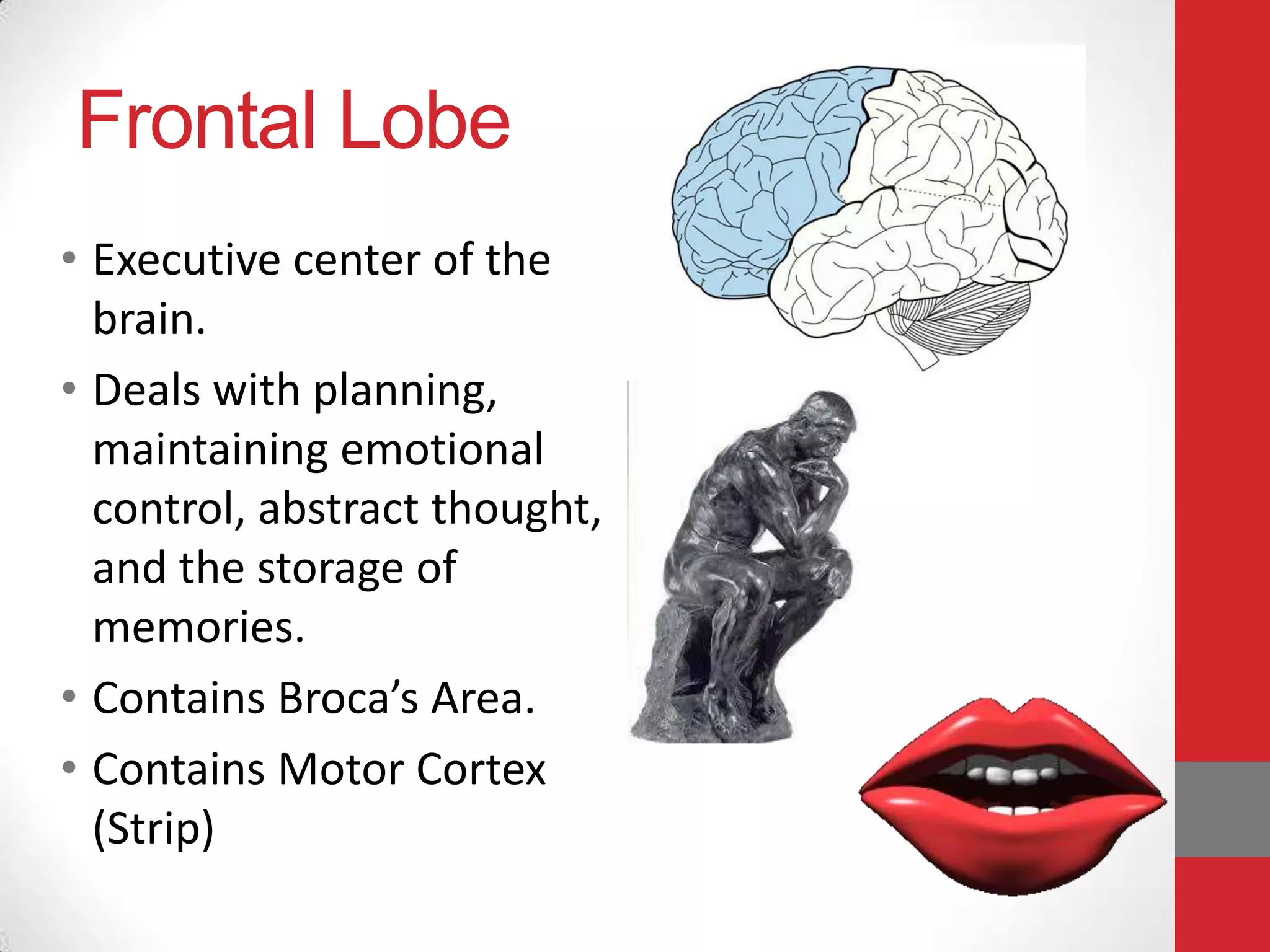 Frontal Lobe
• Executive center of the
brain.
• Deals with planning,
maintaining emotional
control, abstract thought,
and the storage of
memories.
• Contains Broca’s Area.
• Contains Motor Cortex
(Strip)

 