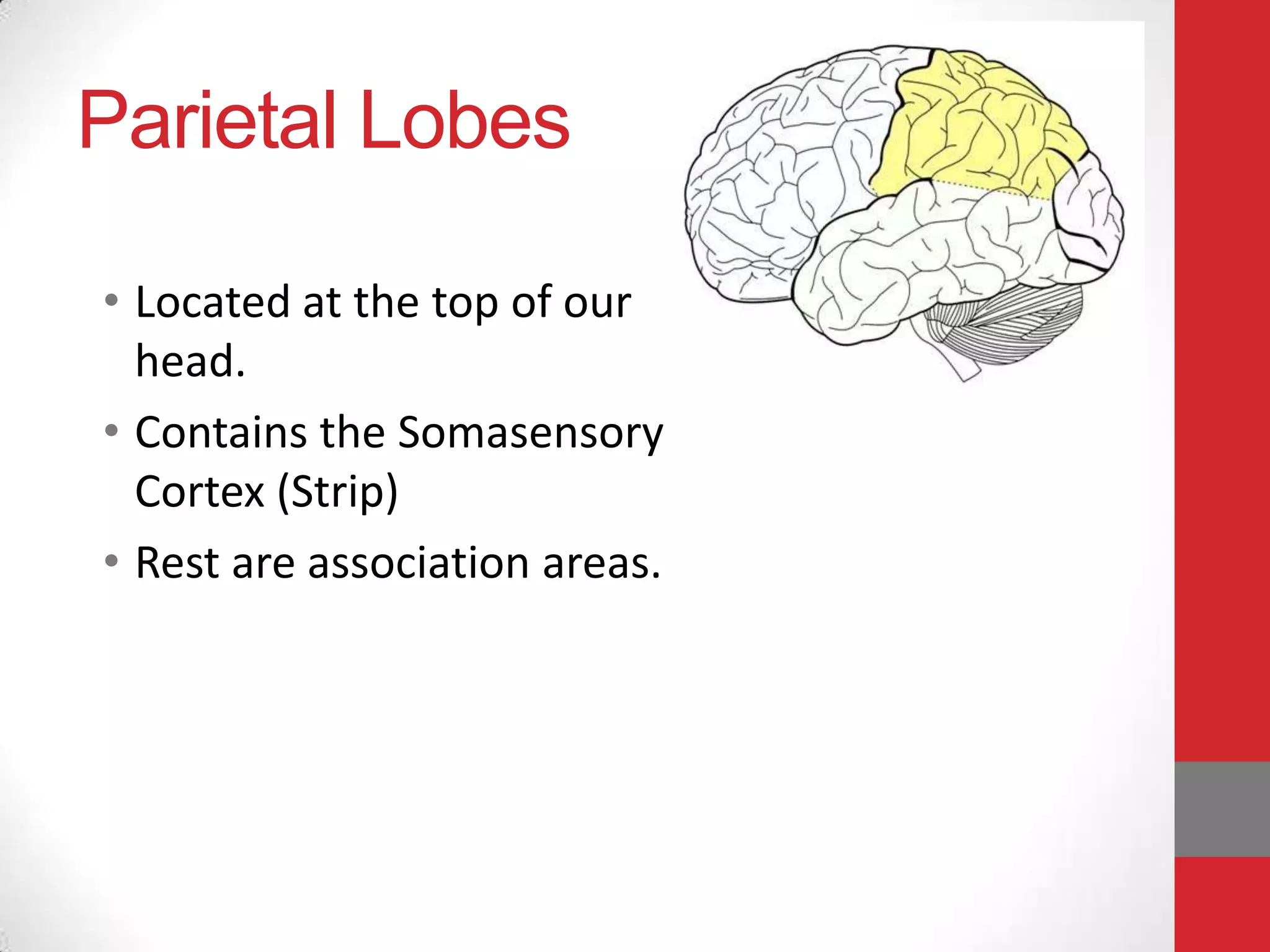 Parietal Lobes
• Located at the top of our
head.
• Contains the Somasensory
Cortex (Strip)
• Rest are association areas.

 
