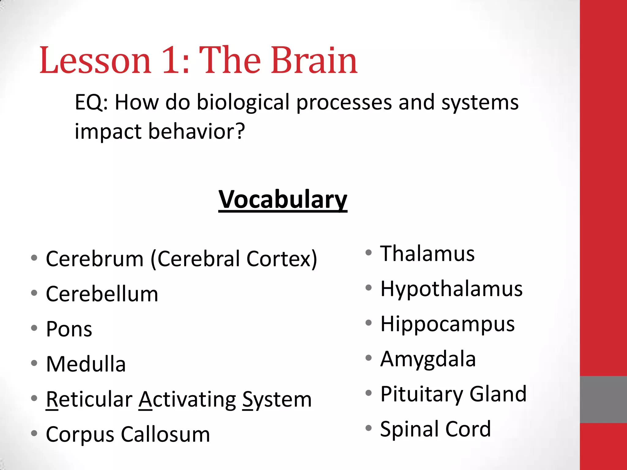 Lesson 1: The Brain
EQ: How do biological processes and systems
impact behavior?

Vocabulary
• Cerebrum (Cerebral Cortex)
• Cerebellum
• Pons
• Medulla
• Reticular Activating System
• Corpus Callosum

• Thalamus
• Hypothalamus
• Hippocampus
• Amygdala
• Pituitary Gland
• Spinal Cord

 