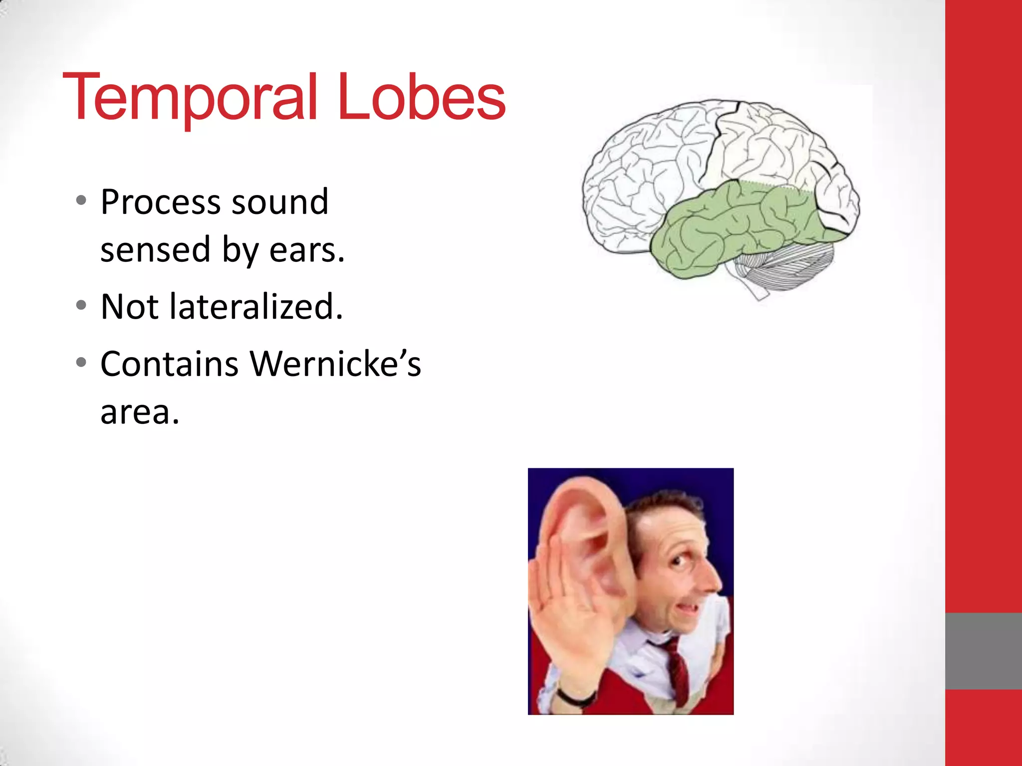 Temporal Lobes
• Process sound
sensed by ears.
• Not lateralized.
• Contains Wernicke’s
area.

 