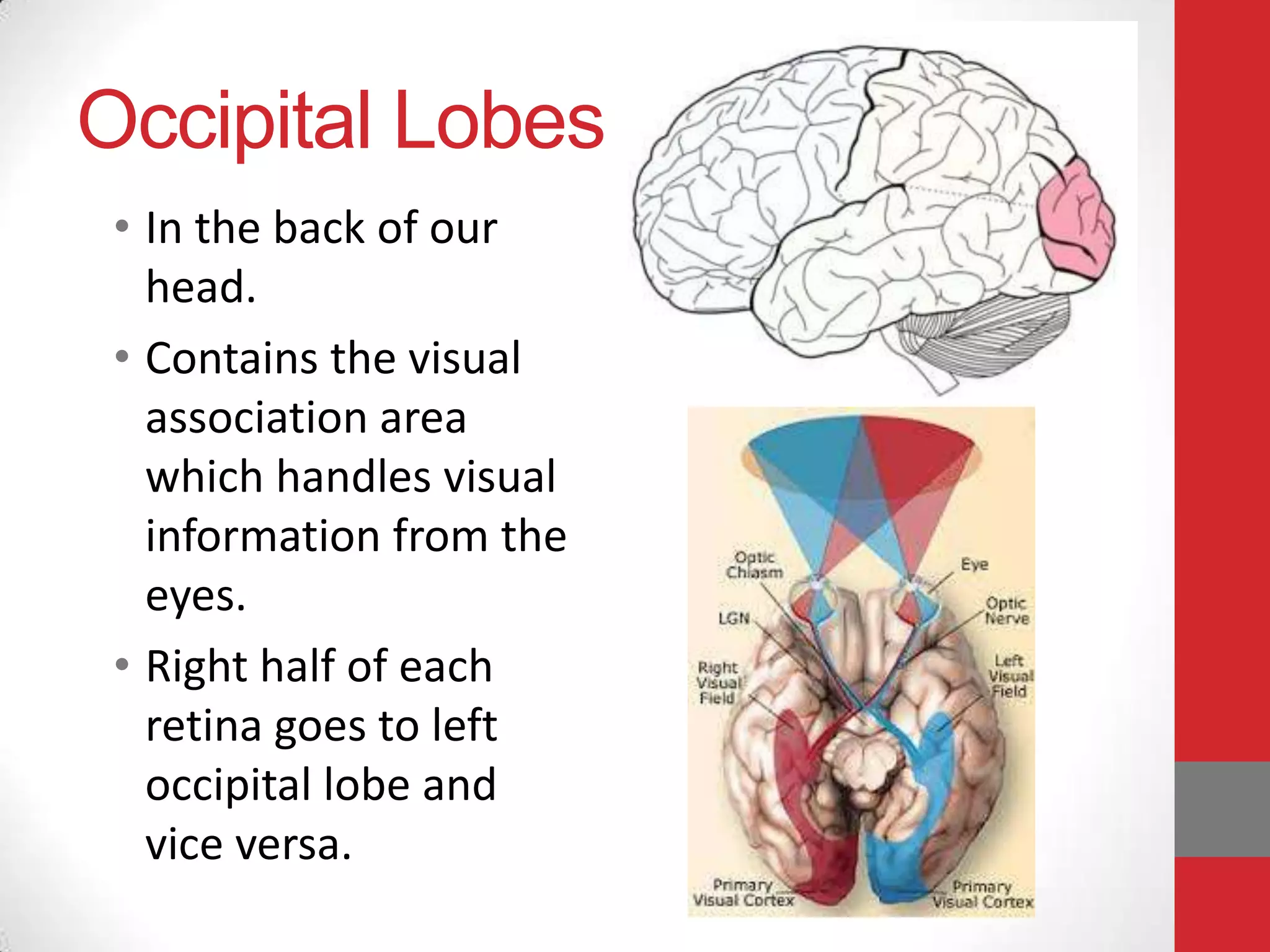 Occipital Lobes
• In the back of our
head.
• Contains the visual
association area
which handles visual
information from the
eyes.
• Right half of each
retina goes to left
occipital lobe and
vice versa.

 