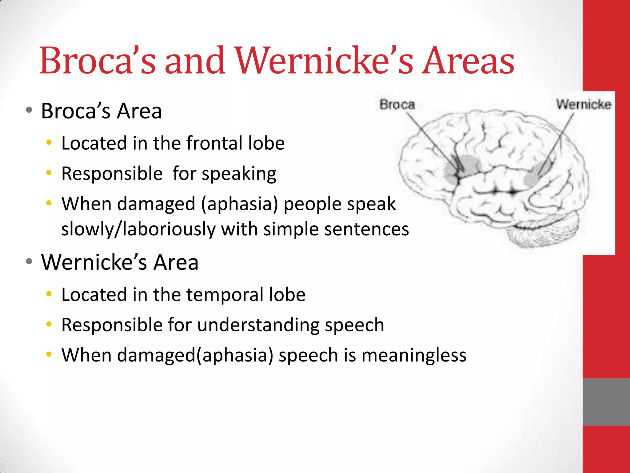 Broca’s and Wernicke’s Areas
• Broca’s Area
• Located in the frontal lobe
• Responsible for speaking
• When damaged (aphasia) people speak
slowly/laboriously with simple sentences

• Wernicke’s Area
• Located in the temporal lobe
• Responsible for understanding speech
• When damaged(aphasia) speech is meaningless

 