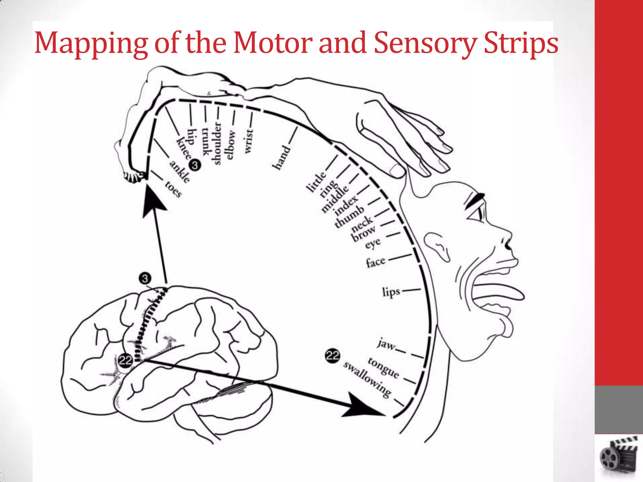Mapping of the Motor and Sensory Strips

 