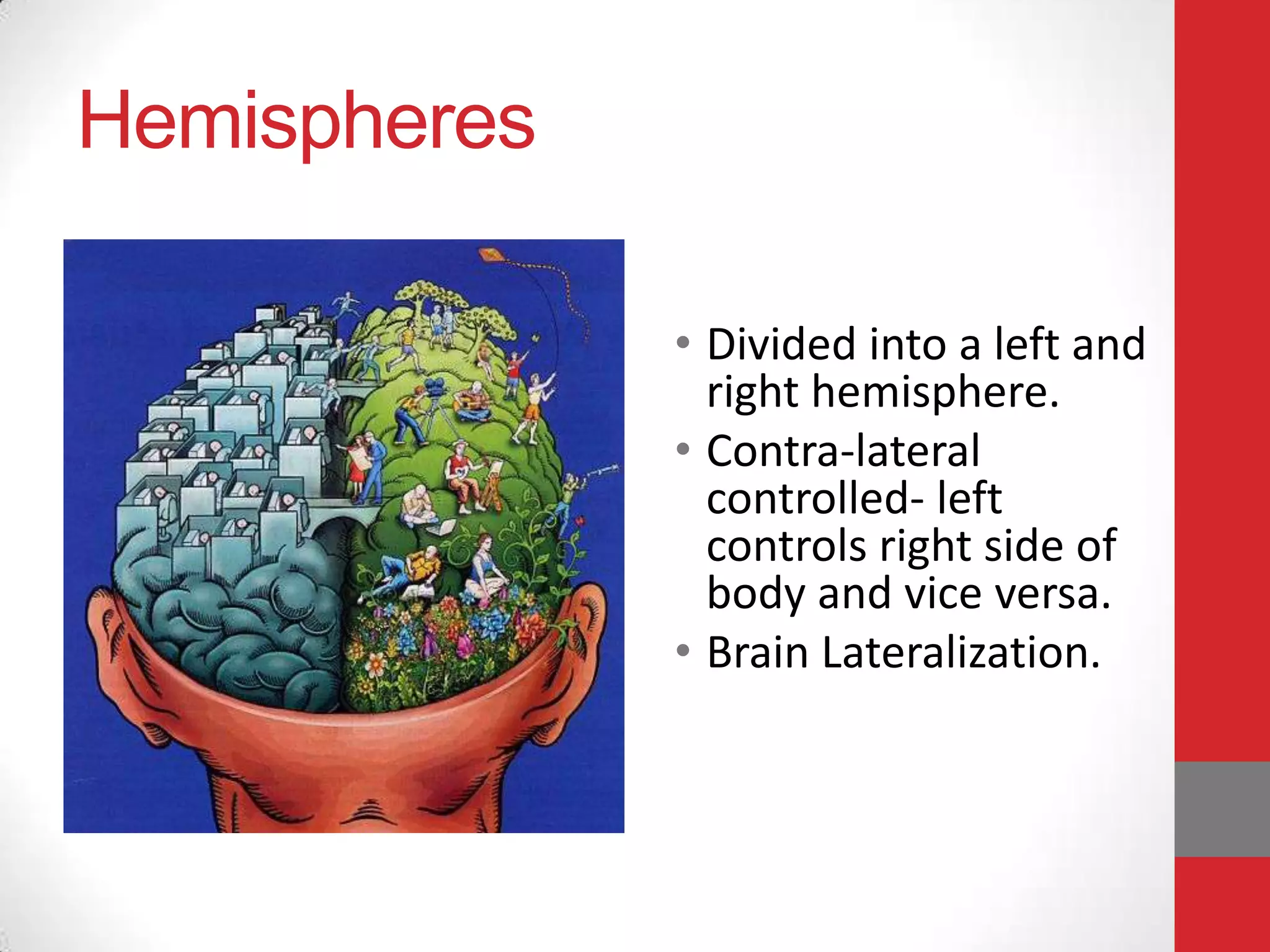 Hemispheres
• Divided into a left and
right hemisphere.
• Contra-lateral
controlled- left
controls right side of
body and vice versa.
• Brain Lateralization.

 