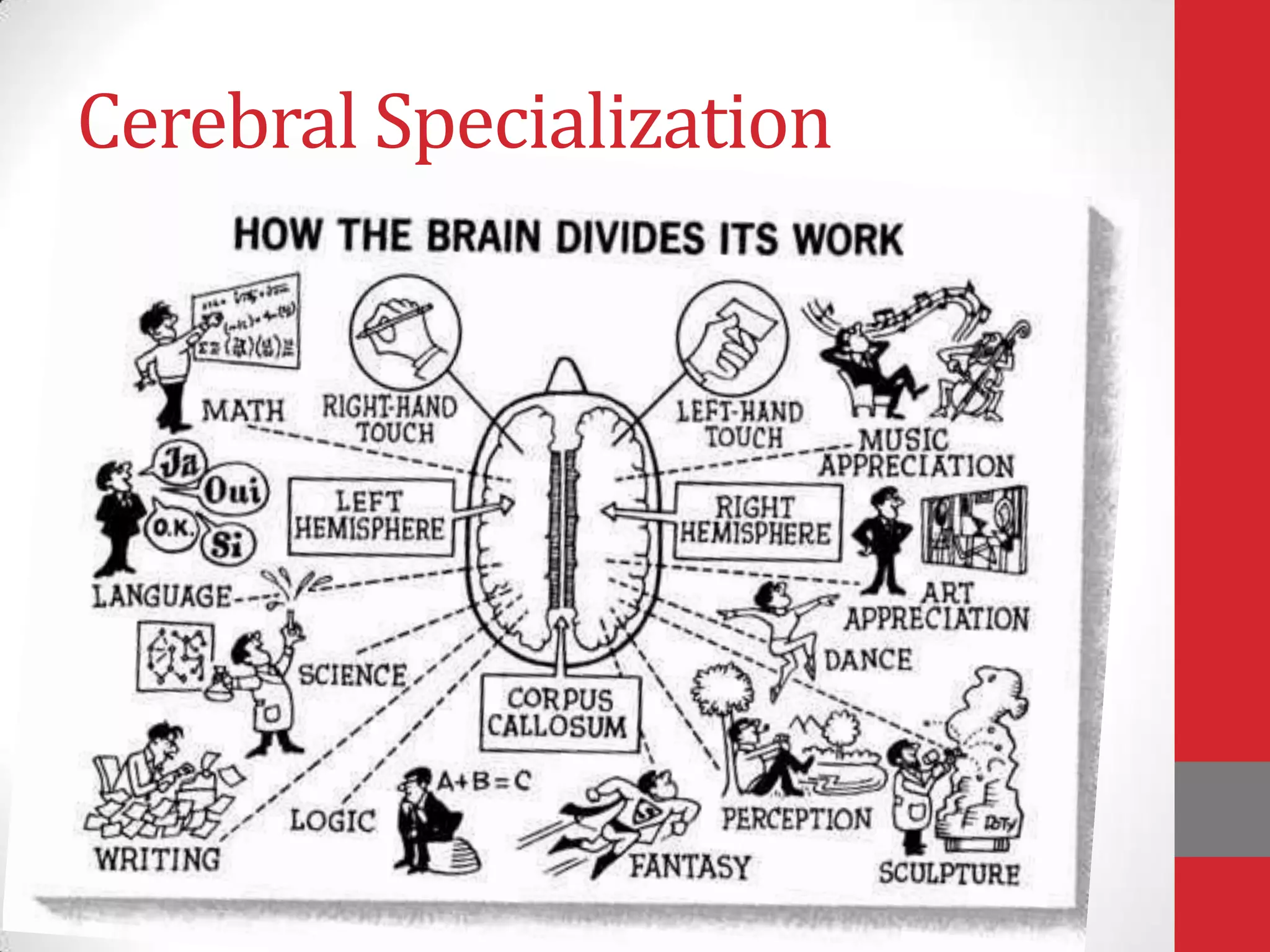 Cerebral Specialization

 