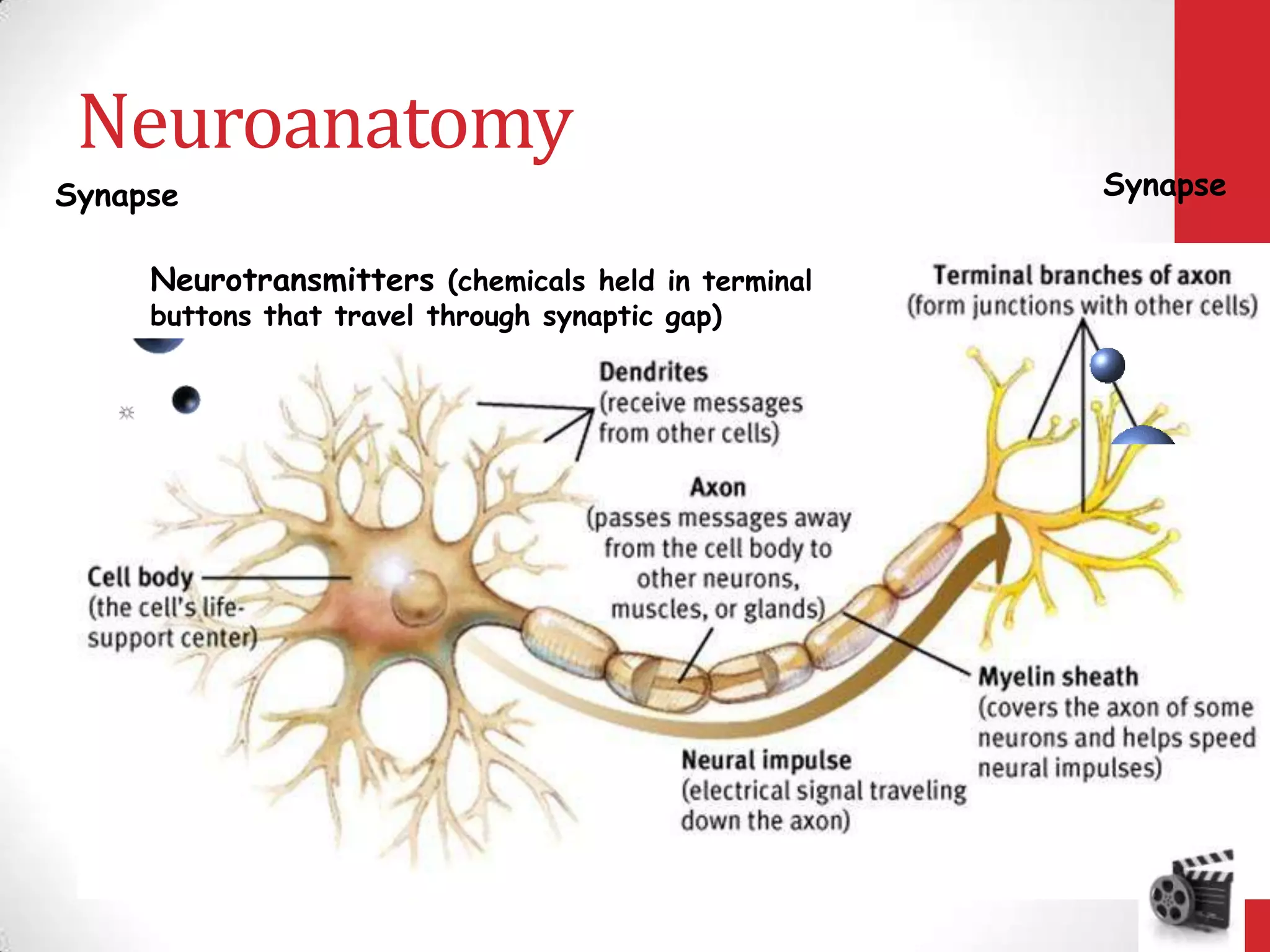 Neuroanatomy
Synapse
Neurotransmitters (chemicals held in terminal
buttons that travel through synaptic gap)

Synapse

 