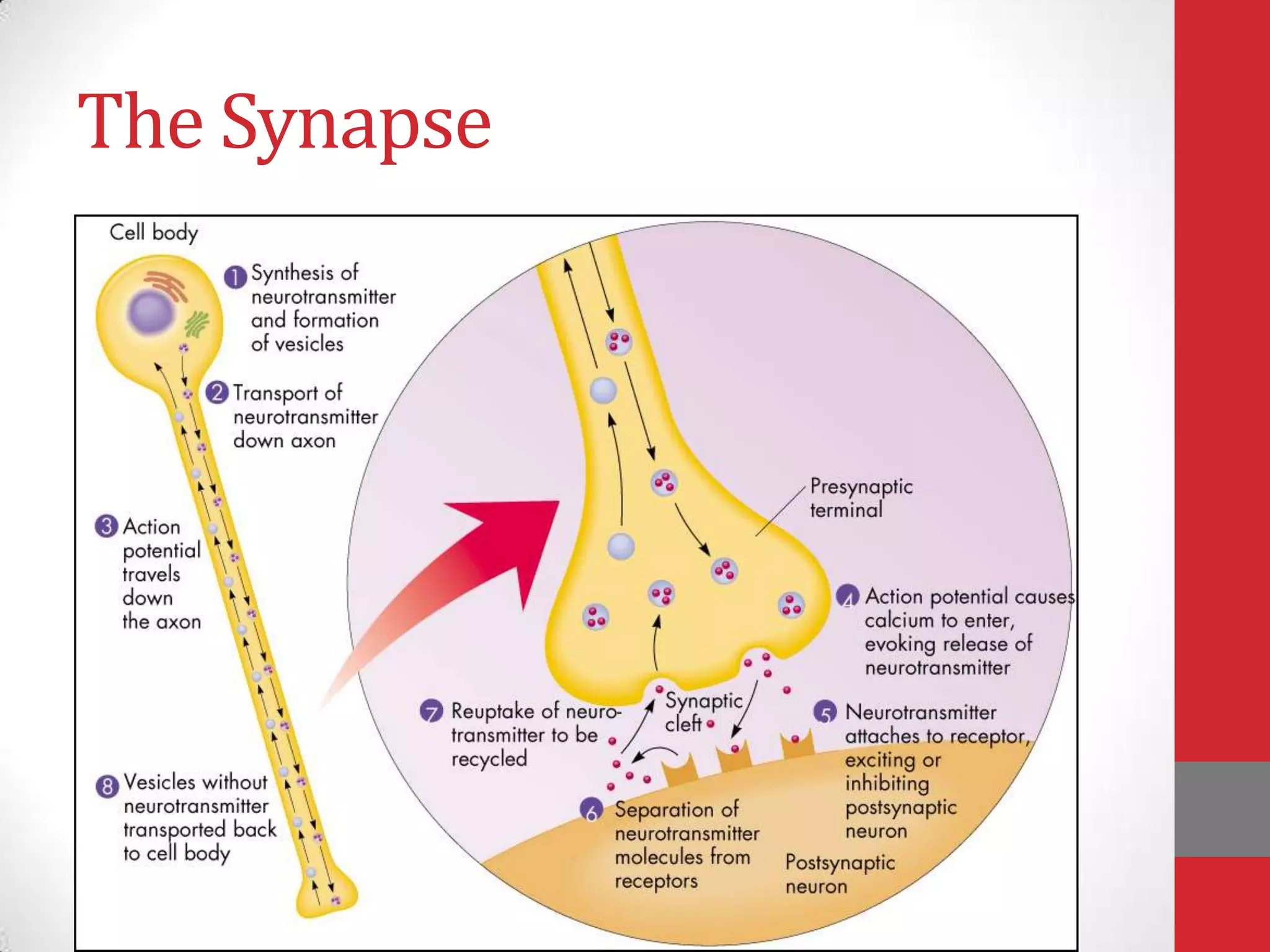 The Synapse

 