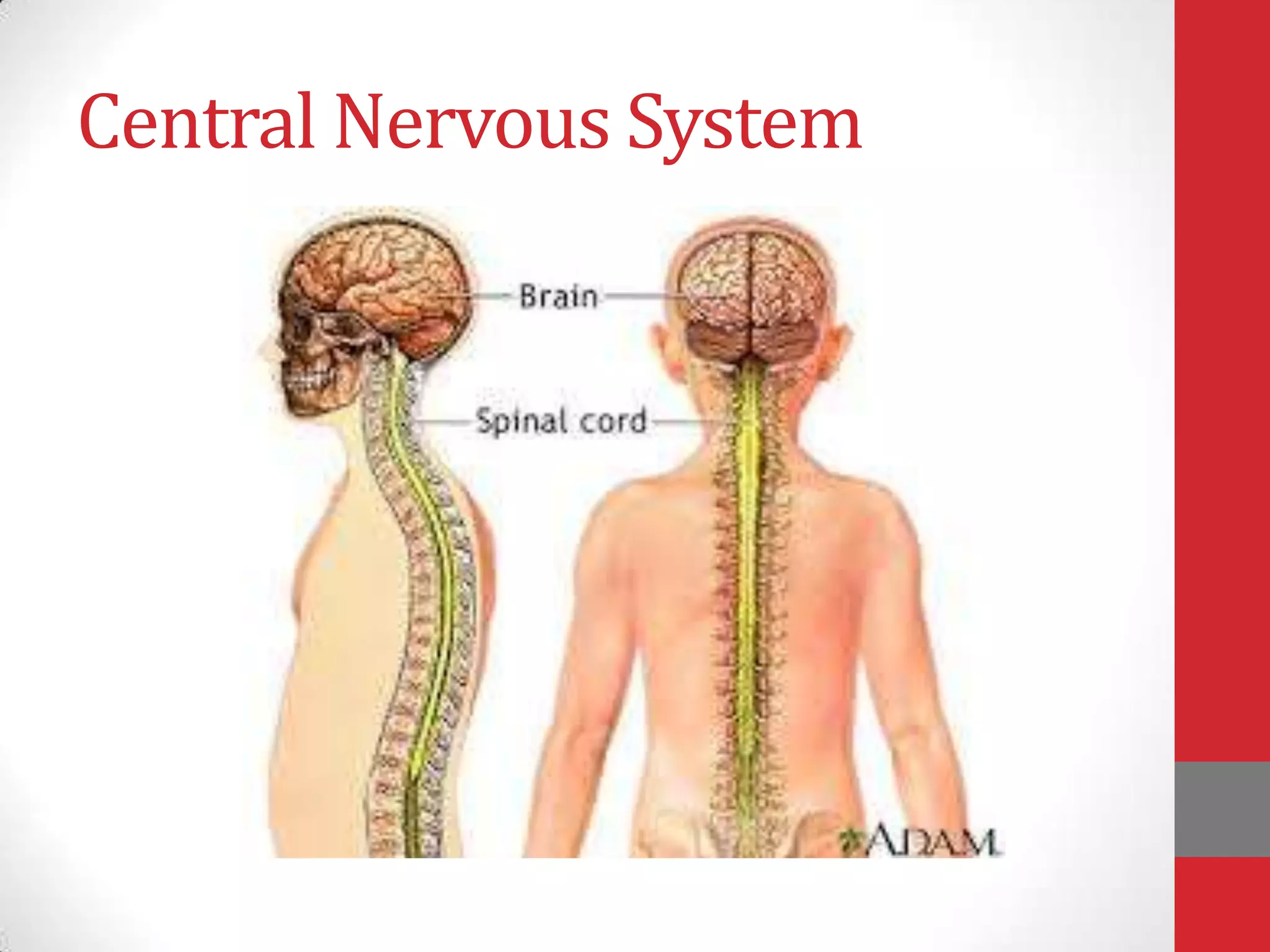 Central Nervous System

 