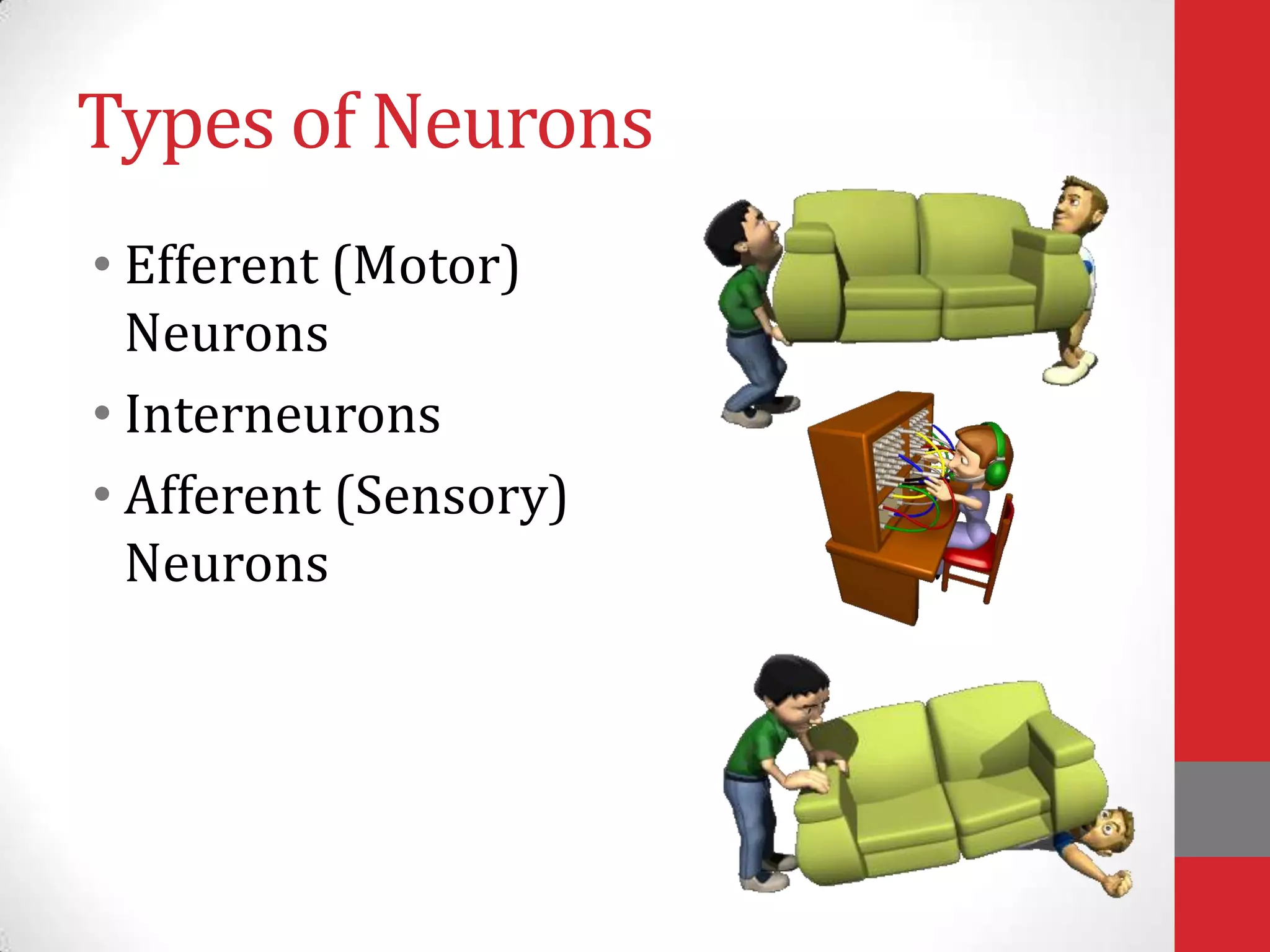 Types of Neurons
• Efferent (Motor)
Neurons
• Interneurons
• Afferent (Sensory)
Neurons

 
