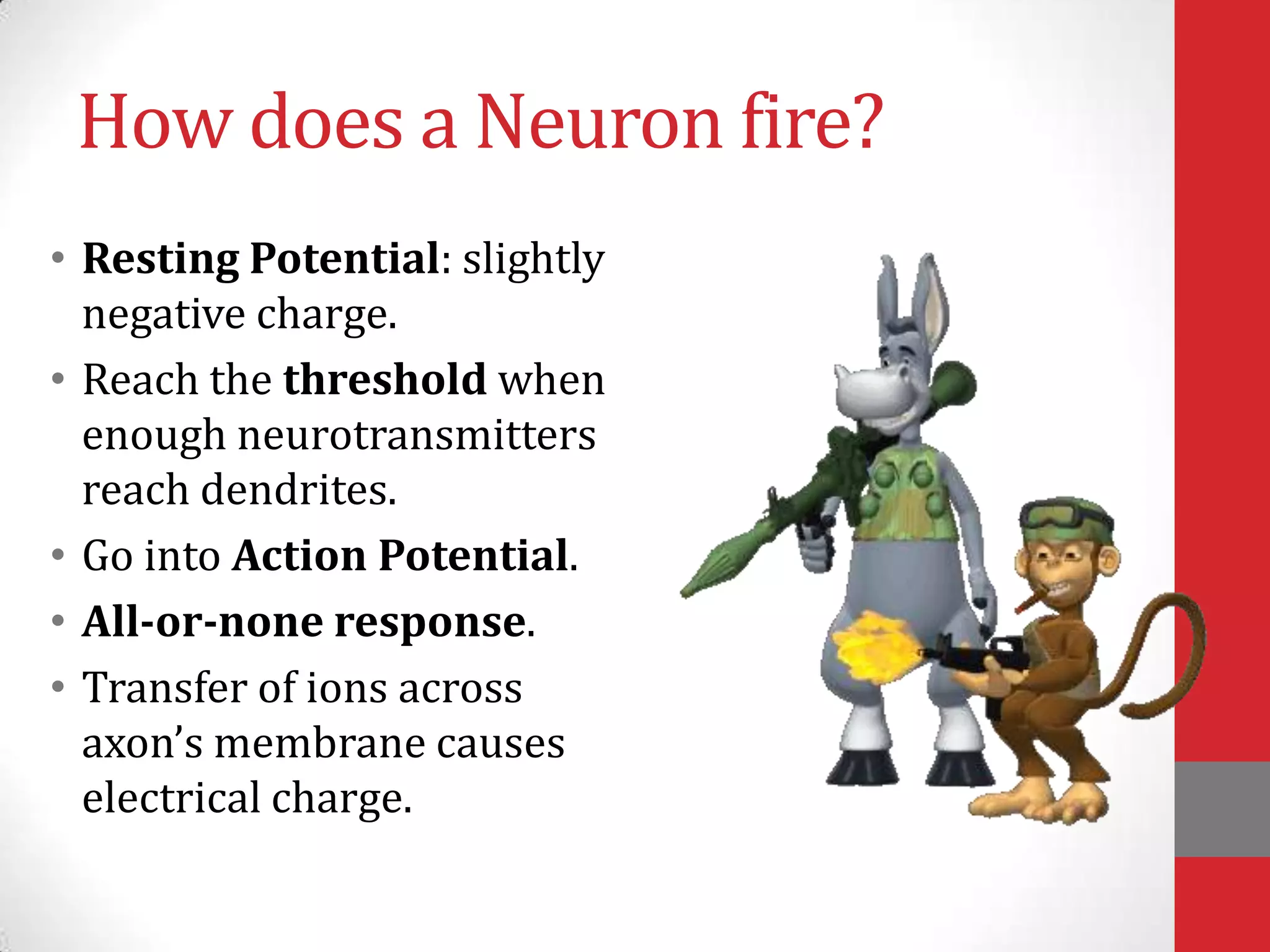How does a Neuron fire?
• Resting Potential: slightly
negative charge.
• Reach the threshold when
enough neurotransmitters
reach dendrites.
• Go into Action Potential.
• All-or-none response.
• Transfer of ions across
axon’s membrane causes
electrical charge.

 