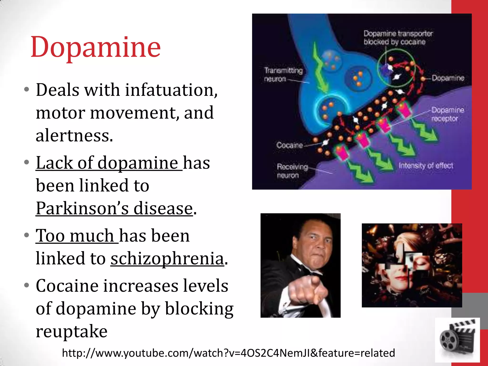 Dopamine
• Deals with infatuation,
motor movement, and
alertness.
• Lack of dopamine has
been linked to
Parkinson’s disease.
• Too much has been
linked to schizophrenia.
• Cocaine increases levels
of dopamine by blocking
reuptake
http://www.youtube.com/watch?v=4OS2C4NemJI&feature=related

 
