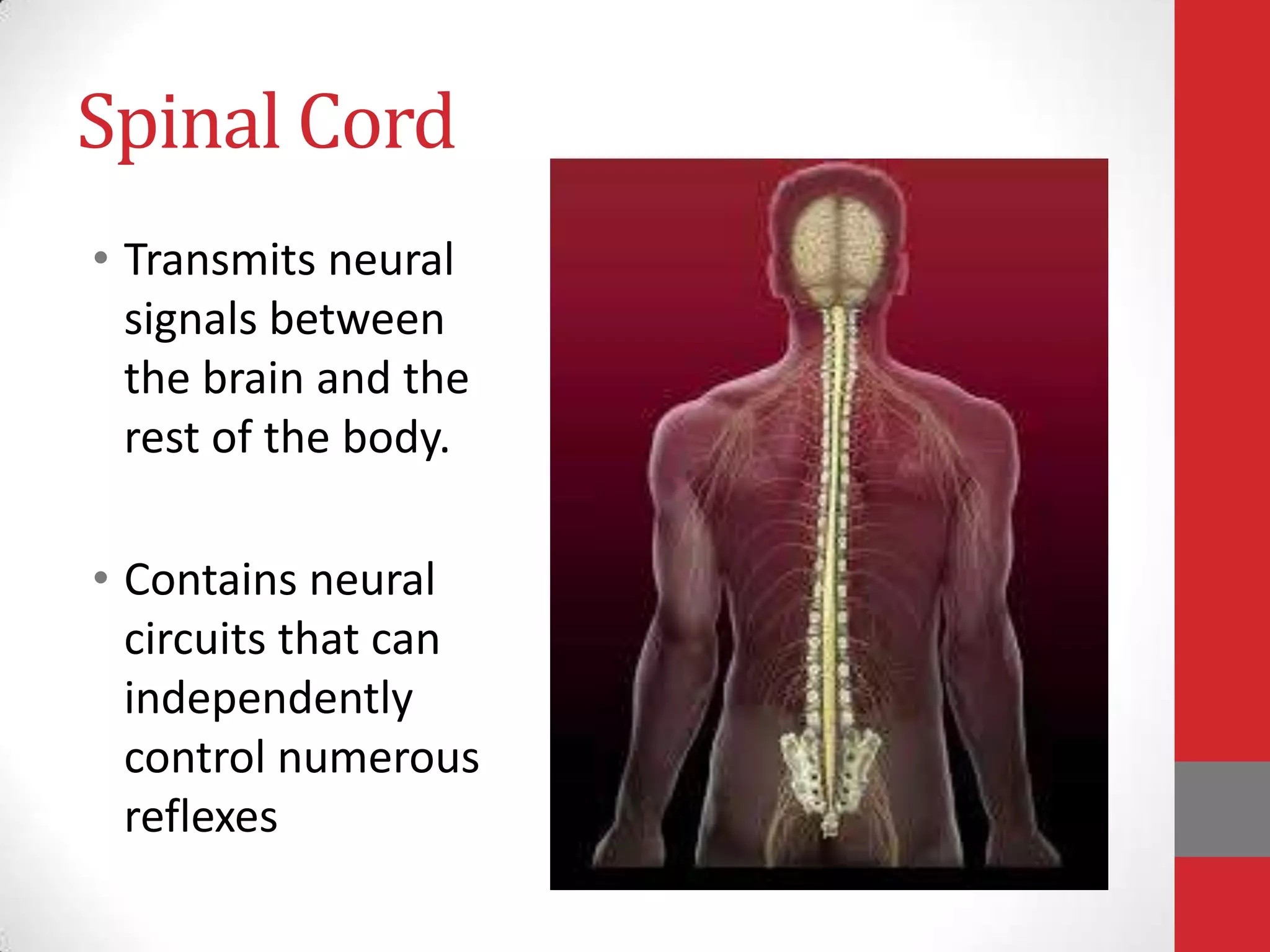 Spinal Cord
• Transmits neural
signals between
the brain and the
rest of the body.
• Contains neural
circuits that can
independently
control numerous
reflexes

 