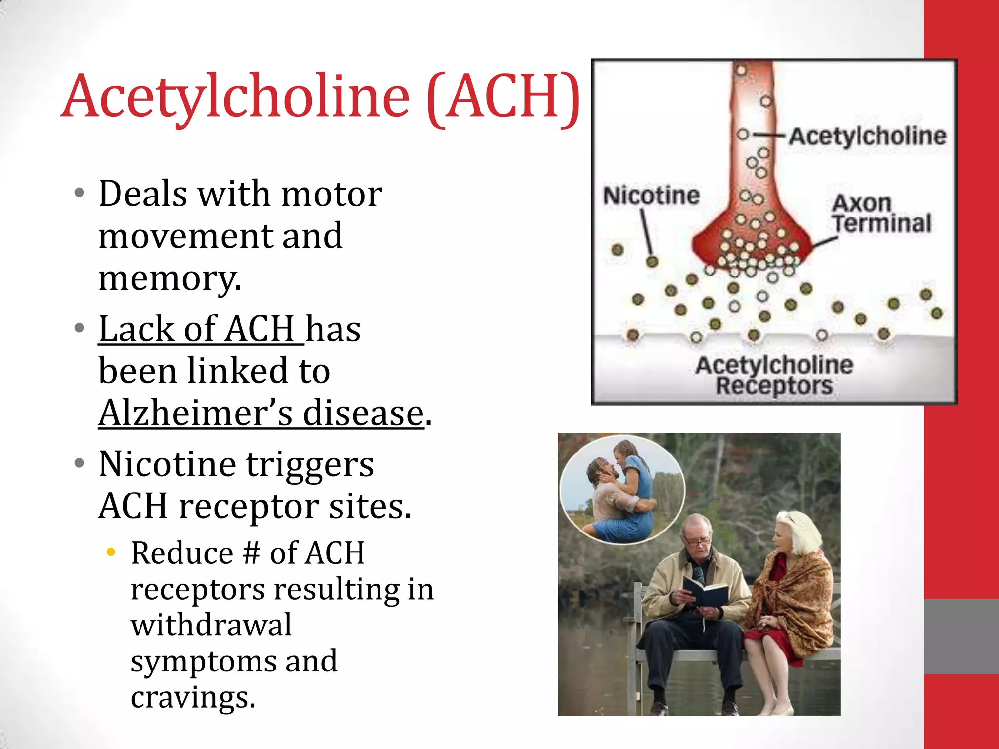 Acetylcholine (ACH)
• Deals with motor
movement and
memory.
• Lack of ACH has
been linked to
Alzheimer’s disease.
• Nicotine triggers
ACH receptor sites.
• Reduce # of ACH
receptors resulting in
withdrawal
symptoms and
cravings.

 