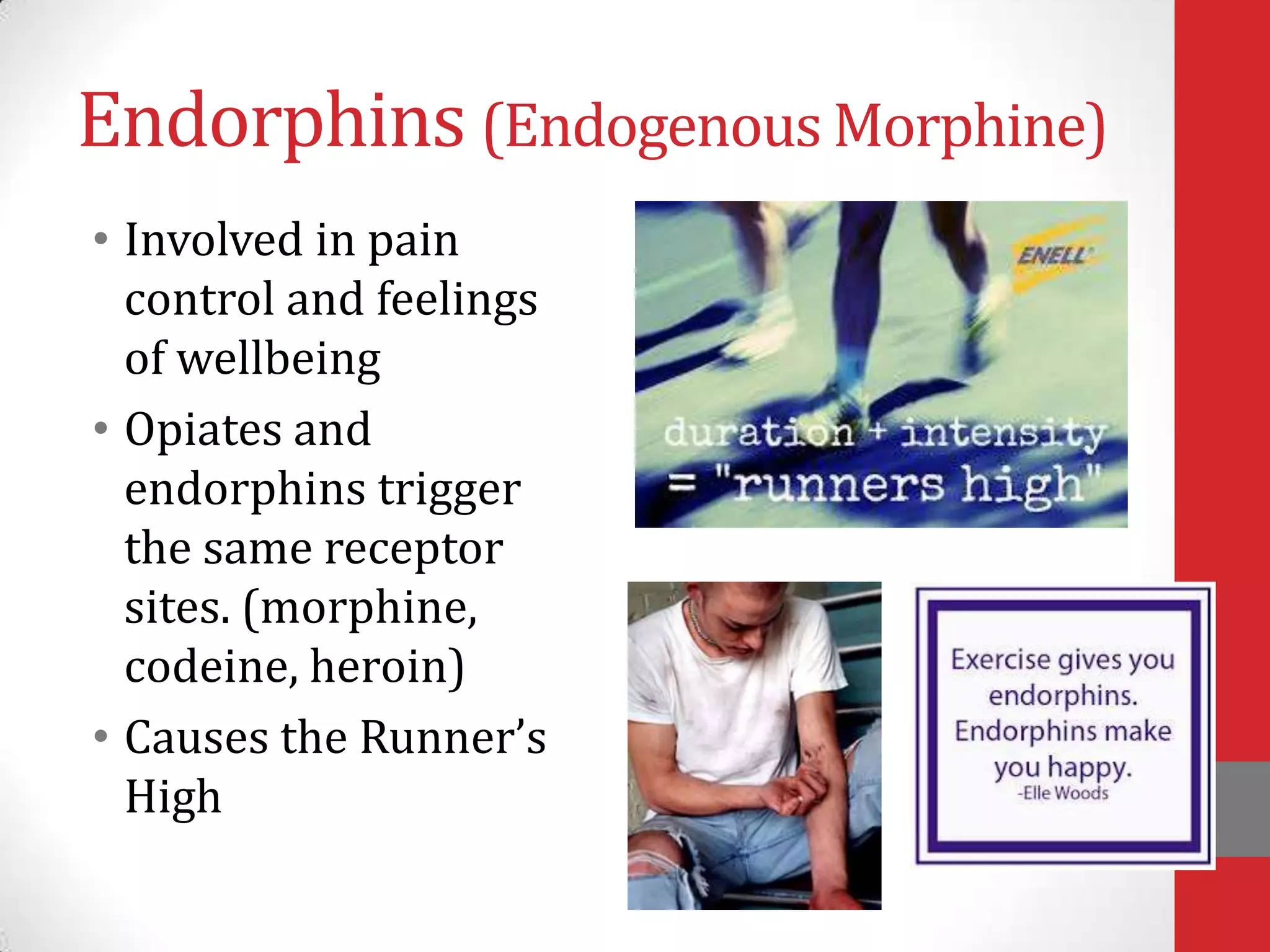 Endorphins (Endogenous Morphine)
• Involved in pain
control and feelings
of wellbeing
• Opiates and
endorphins trigger
the same receptor
sites. (morphine,
codeine, heroin)
• Causes the Runner’s
High

 