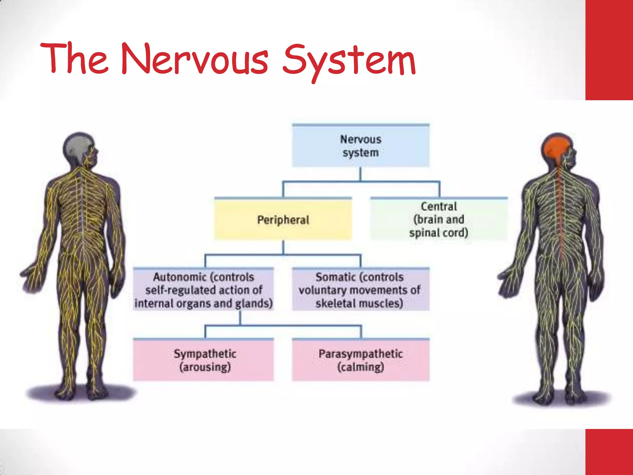 The Nervous System

 