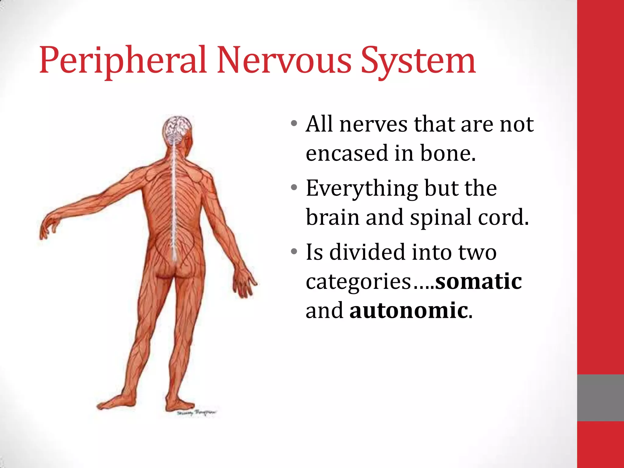 Peripheral Nervous System
• All nerves that are not
encased in bone.
• Everything but the
brain and spinal cord.
• Is divided into two
categories….somatic
and autonomic.

 