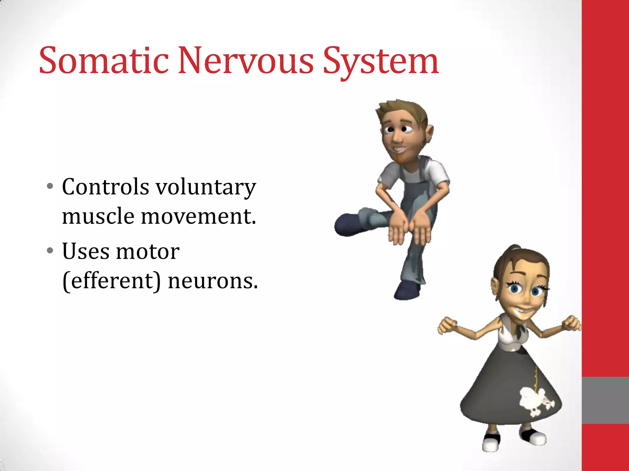 Somatic Nervous System
• Controls voluntary
muscle movement.
• Uses motor
(efferent) neurons.

 