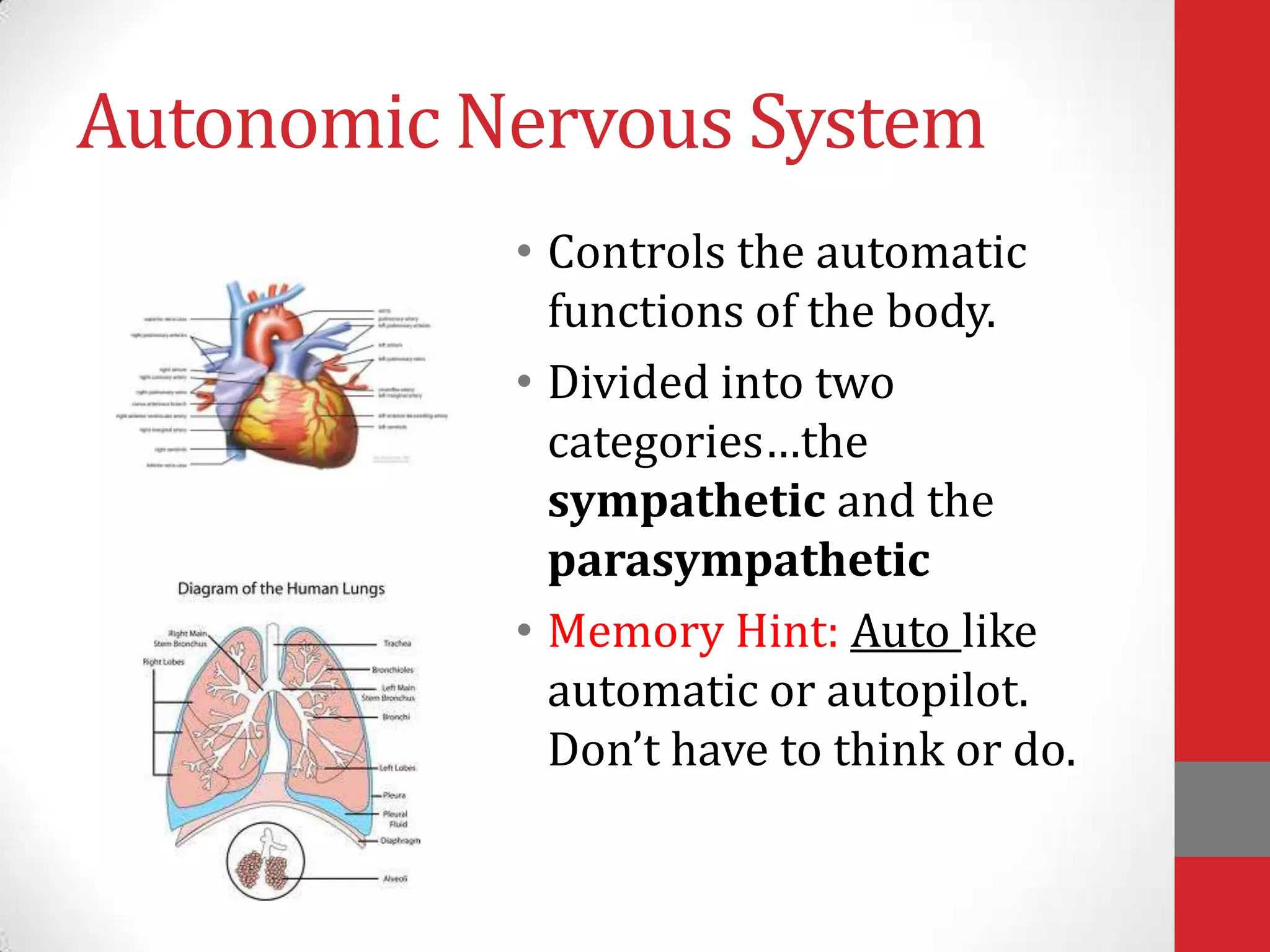 Autonomic Nervous System
• Controls the automatic
functions of the body.
• Divided into two
categories…the
sympathetic and the
parasympathetic
• Memory Hint: Auto like
automatic or autopilot.
Don’t have to think or do.

 