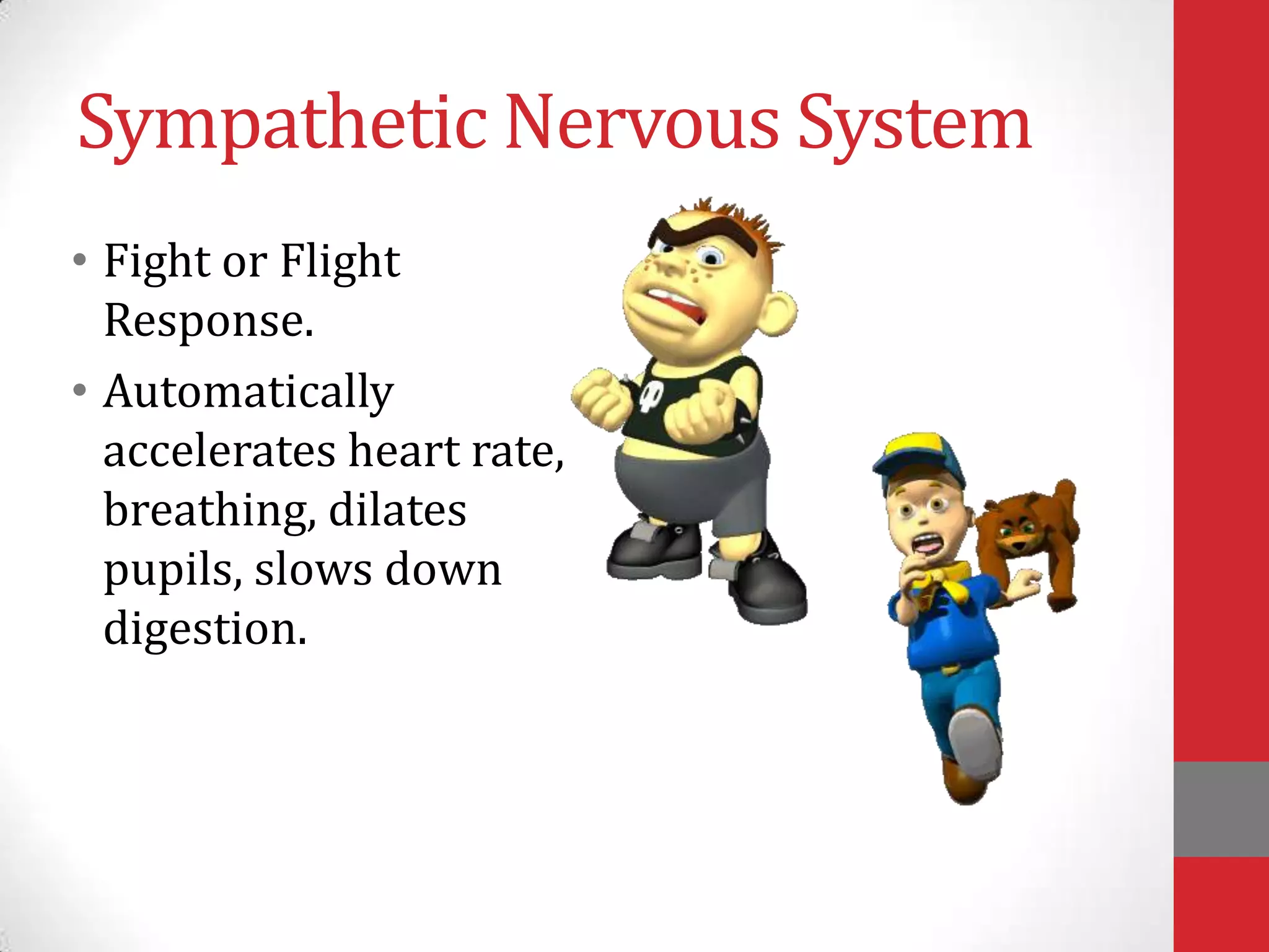 Sympathetic Nervous System
• Fight or Flight
Response.
• Automatically
accelerates heart rate,
breathing, dilates
pupils, slows down
digestion.

 