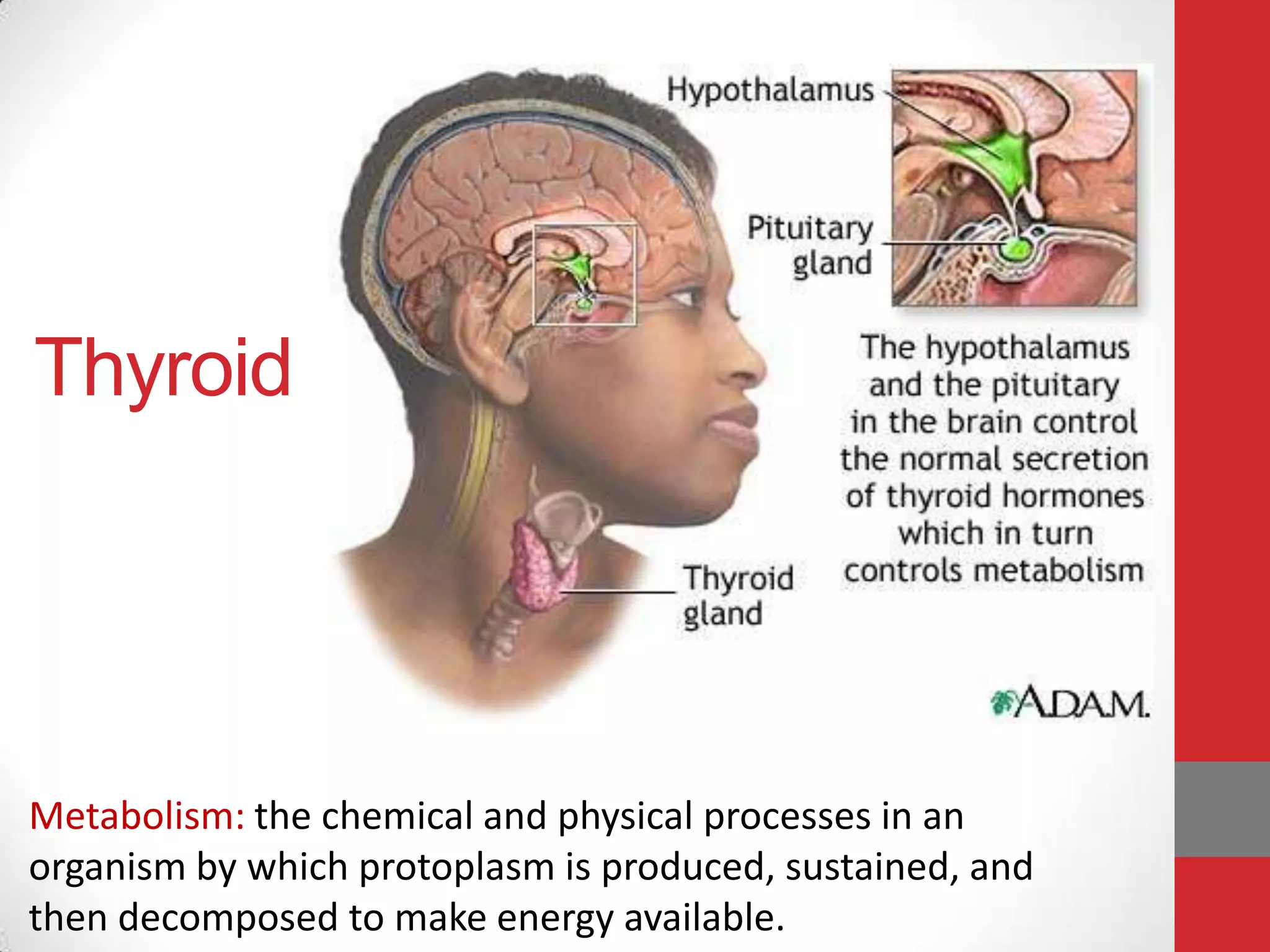 Thyroid

Metabolism: the chemical and physical processes in an
organism by which protoplasm is produced, sustained, and
then decomposed to make energy available.

 