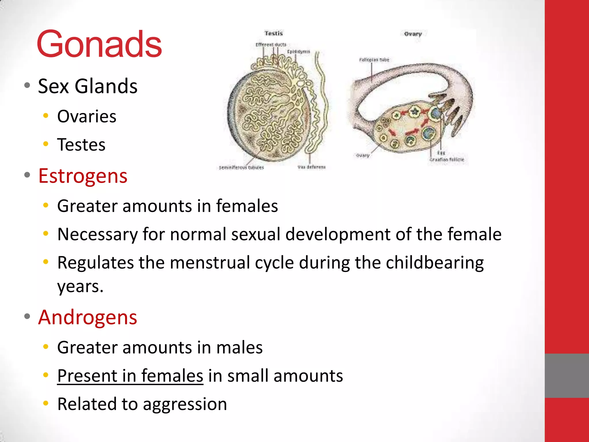 Gonads
• Sex Glands
• Ovaries
• Testes

• Estrogens
• Greater amounts in females
• Necessary for normal sexual development of the female
• Regulates the menstrual cycle during the childbearing
years.

• Androgens
• Greater amounts in males
• Present in females in small amounts
• Related to aggression

 