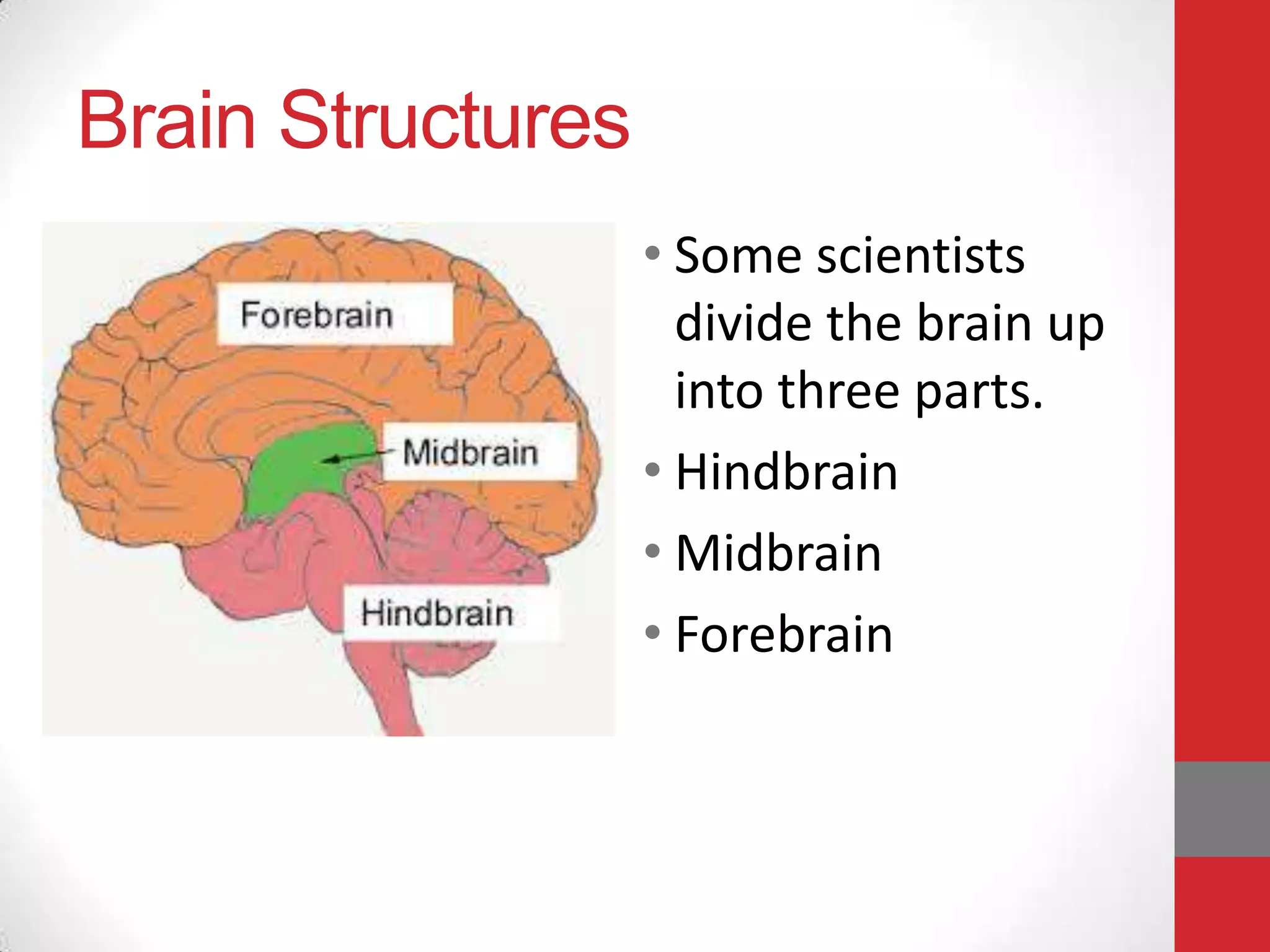 Brain Structures
• Some scientists
divide the brain up
into three parts.
• Hindbrain
• Midbrain
• Forebrain

 