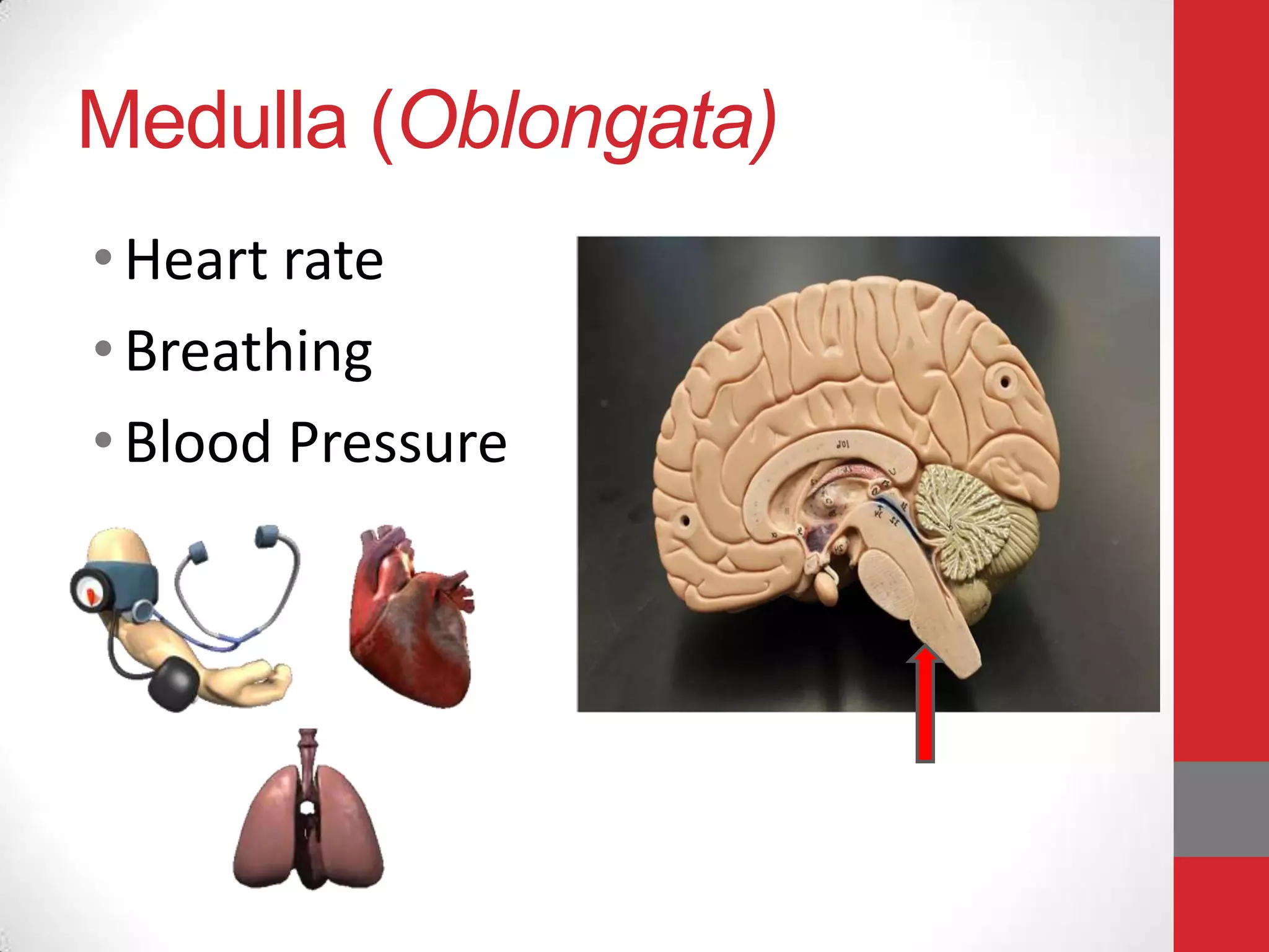 Medulla (Oblongata)
• Heart rate
• Breathing
• Blood Pressure

 