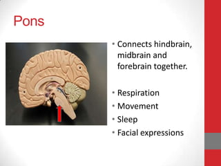 Pons
• Connects hindbrain,
midbrain and
forebrain together.
• Respiration
• Movement
• Sleep
• Facial expressions

 