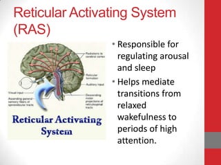 Reticular Activating System
(RAS)
• Responsible for
regulating arousal
and sleep
• Helps mediate
transitions from
relaxed
wakefulness to
periods of high
attention.

 