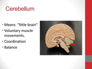Cerebellum
• Means “little brain”
• Voluntary muscle
movements.
• Coordination
• Balance

 