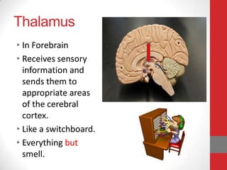 Thalamus
• In Forebrain
• Receives sensory
information and
sends them to
appropriate areas
of the cerebral
cortex.
• Like a switchboard.
• Everything but
smell.

 