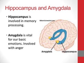 Hippocampus and Amygdala
• Hippocampus is
involved in memory
processing.
• Amygdala is vital
for our basic
emotions. Involved
with anger

 